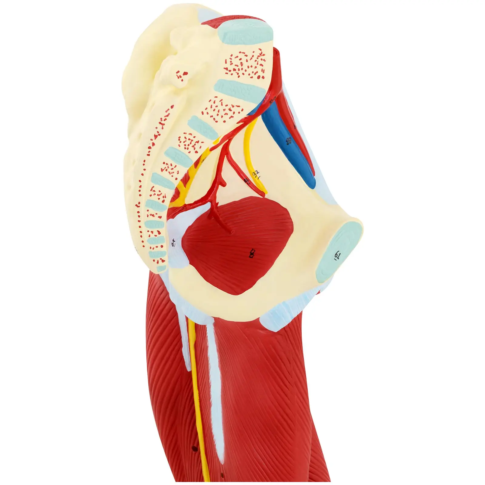 Ben - Anatomisk modell - Färgad