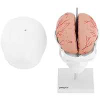 Maquette anatomique du crâne humain - Avec 7 vertèbres cervicales et cerveau - Grandeur nature
