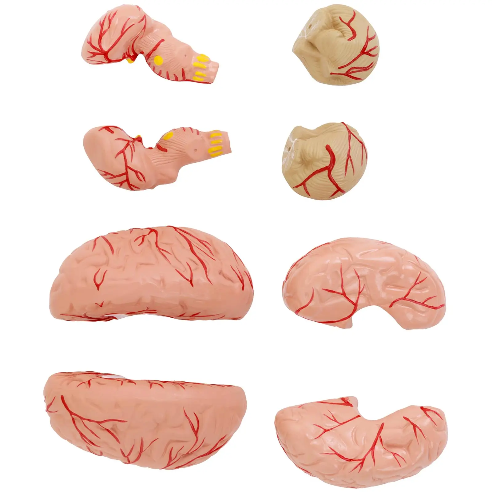 Crânio humano - cérebro - modelo anatómico