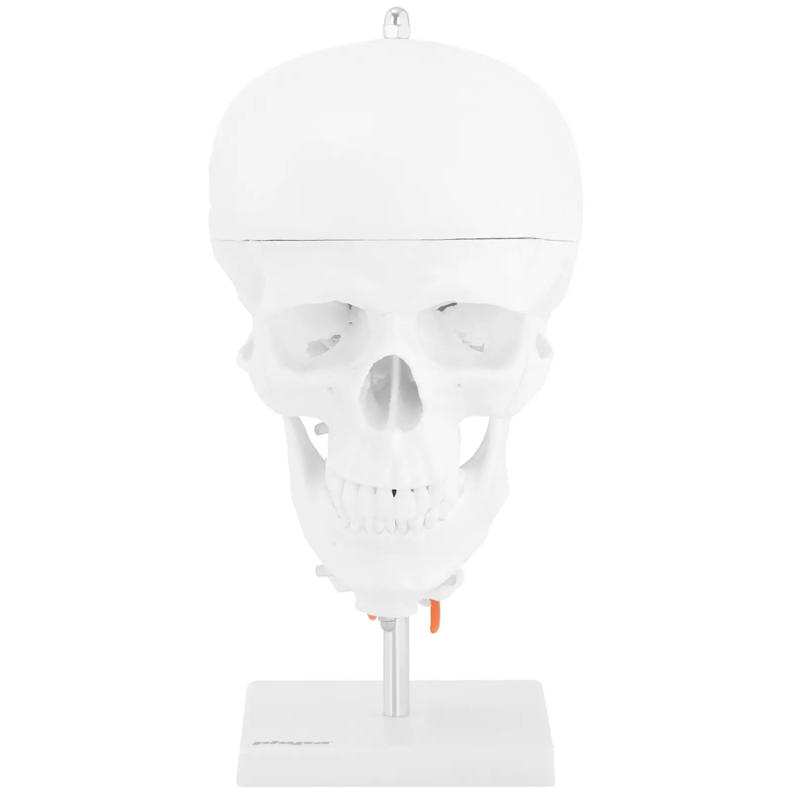 Maquette anatomique du crâne humain - Avec 7 vertèbres cervicales et cerveau - Grandeur nature