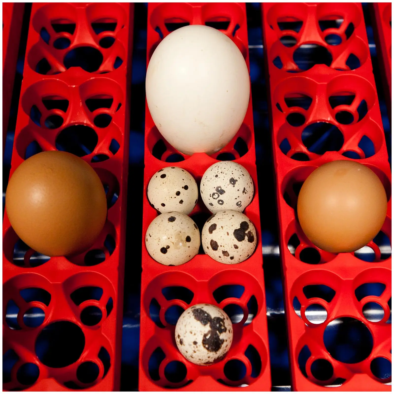 Couveuse à œufs entièrement automatique - 49 œufs