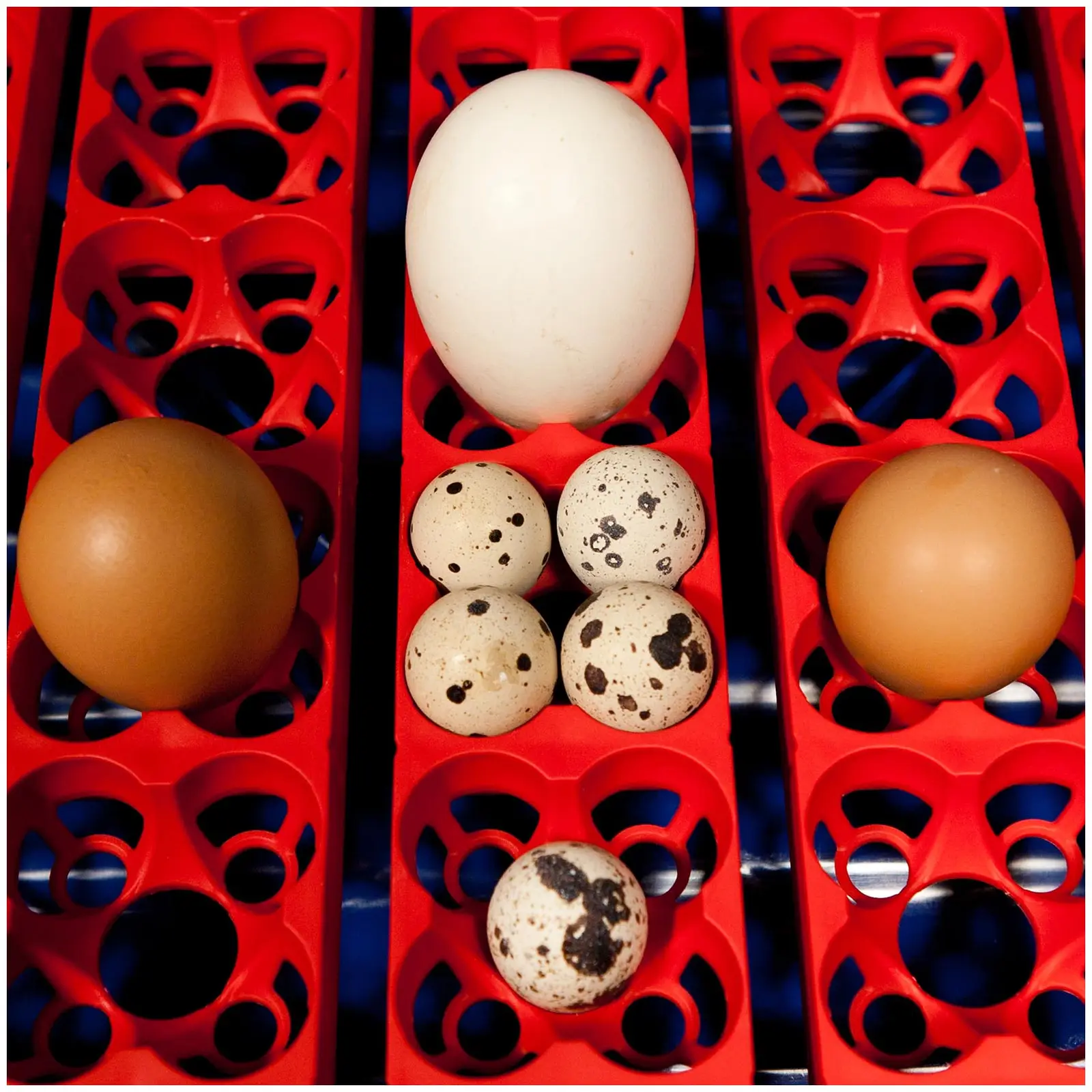 Incubator - 24 eggs - semi-automatic