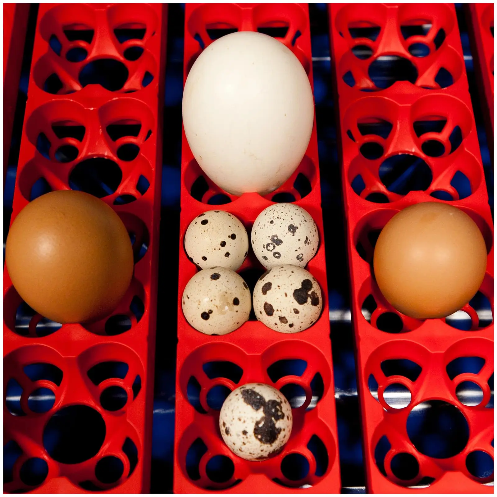 Incubator - 24 eggs - fully automatic